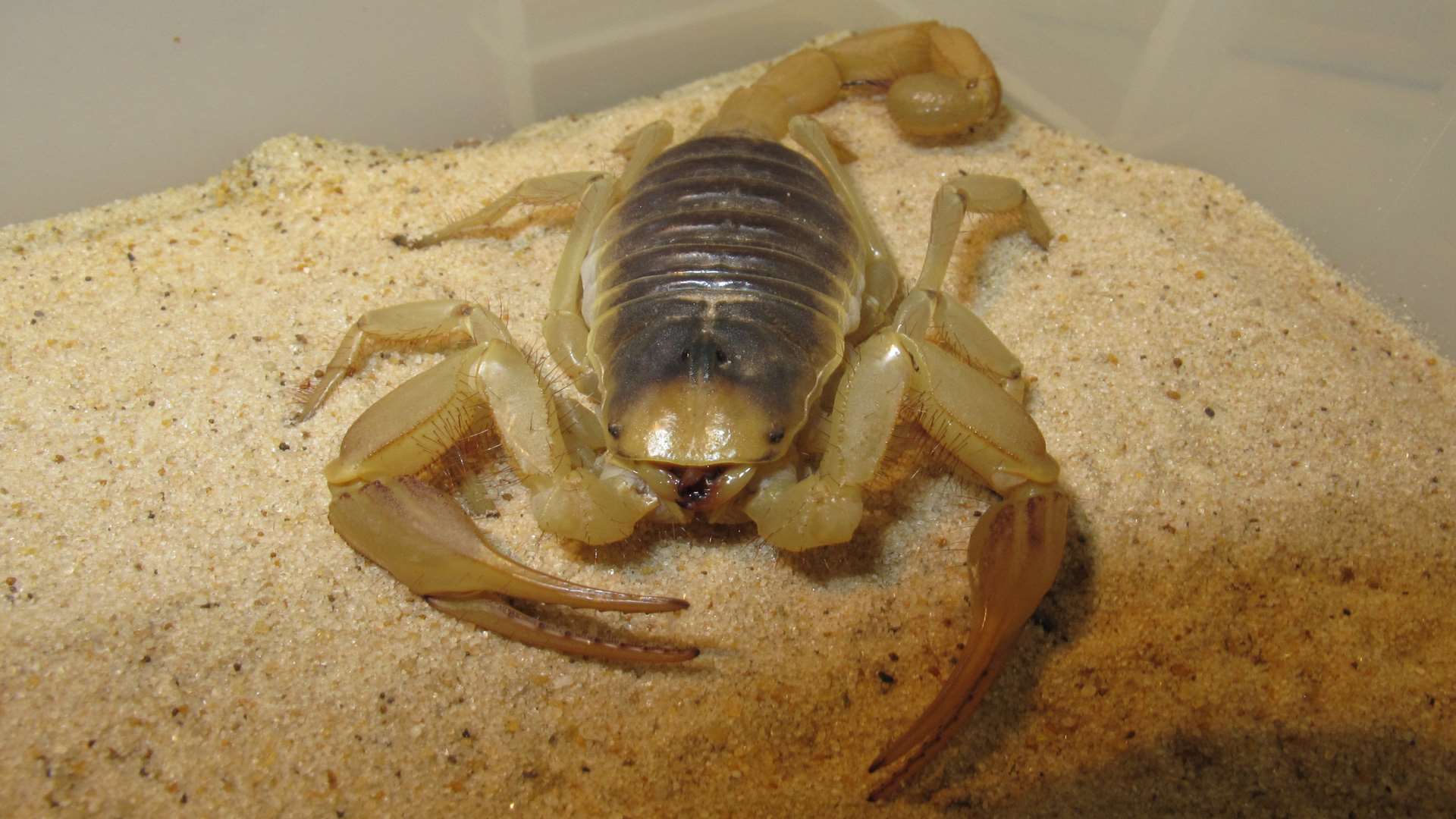 Venomtech sells venom from deadly animals like scorpions to drug research companies