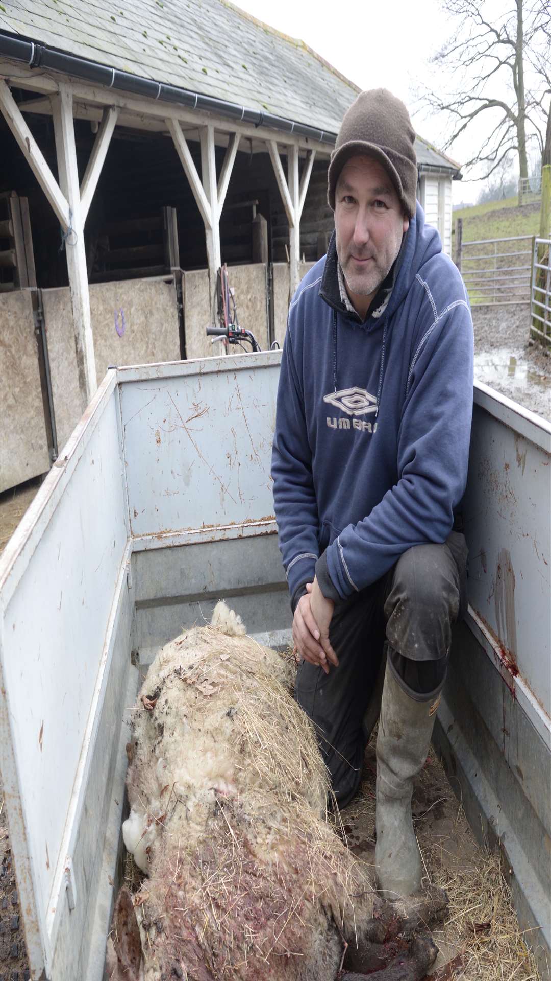 Clive Burgess at Syndale Farm with the sheep attacked by a dog