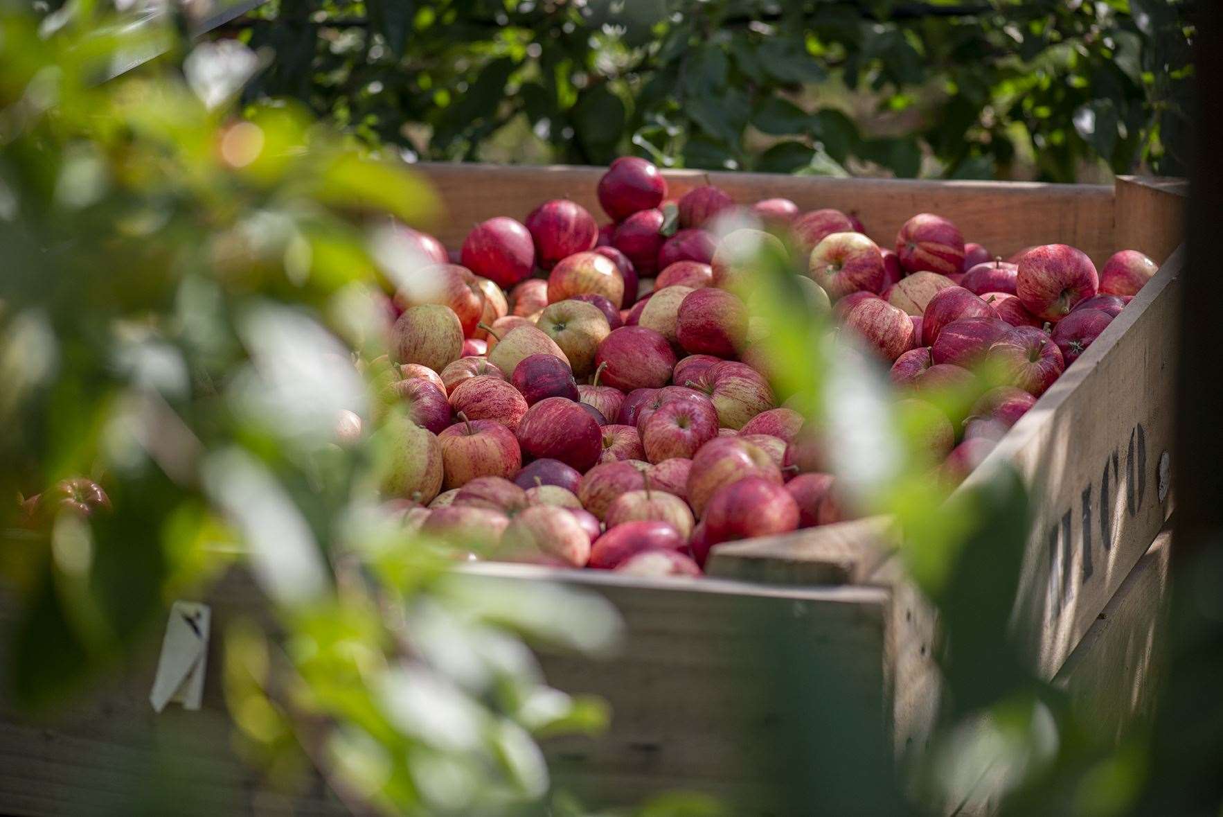 Bardsley England grows nearly 18,000 tonnes of fruit a year across 27 orchards (49803437)