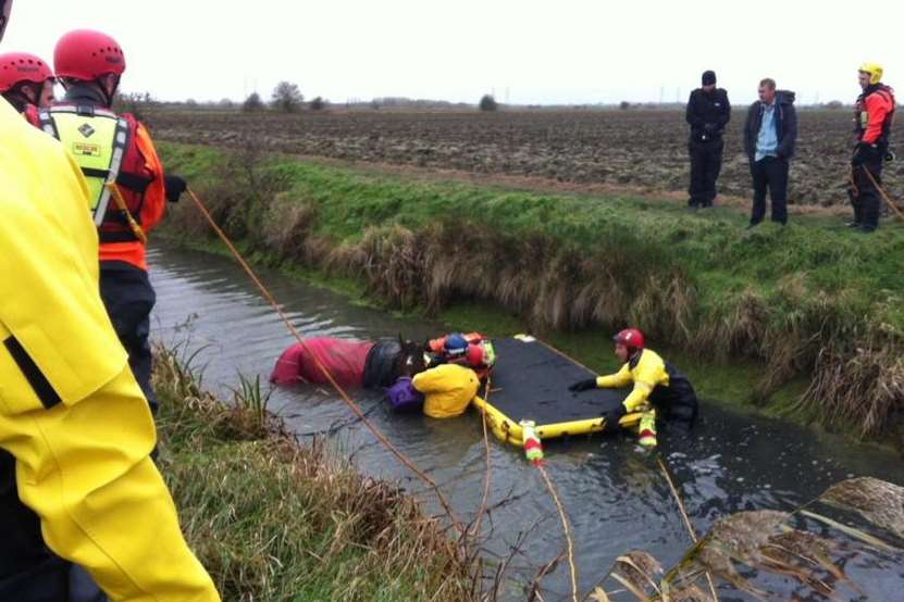 The horse was rescued from the ditch.