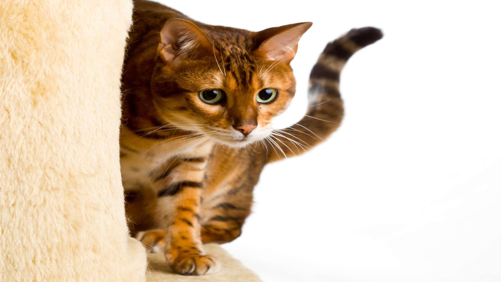 A frightened cat. Stock picture