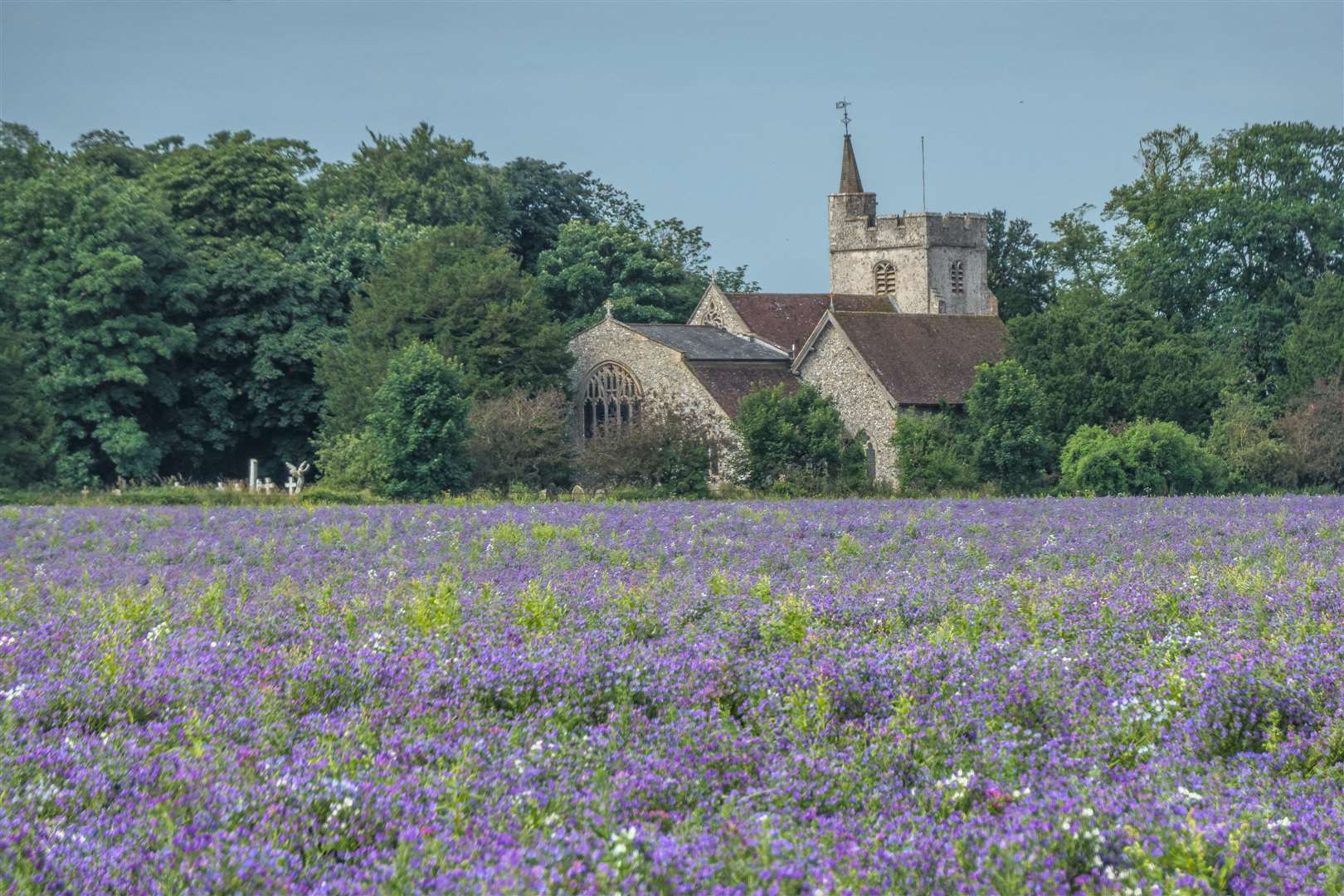 A stunning shot looking across the field to the church on the Ashford Road from Newhouse Lane. Pic: Trevor Fentiman