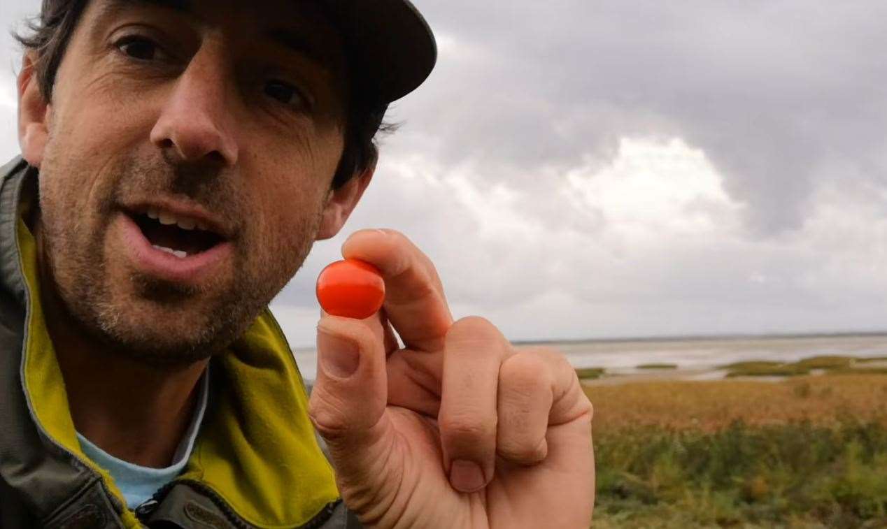 Nik Mitchell, Wildlife Conservation in Thanet, with one of the "poop tomatoes"