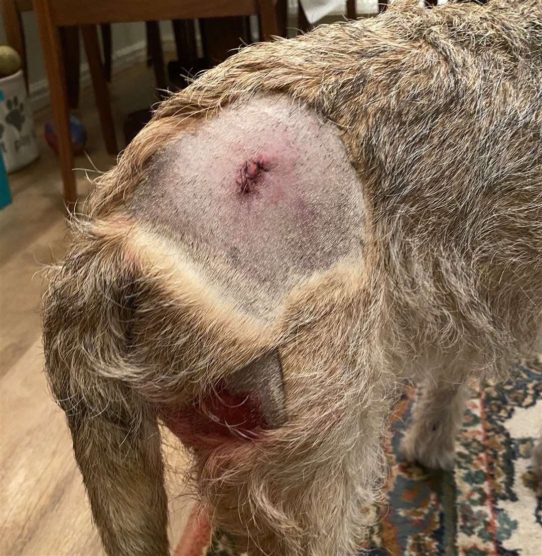 Bob the border terrier was bitten by a dog in Park Wood in Maidstone