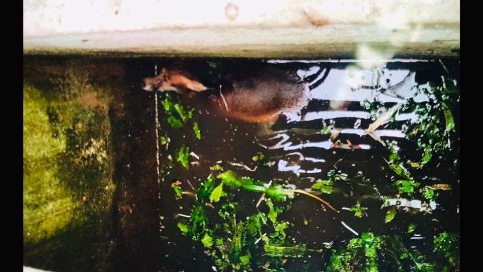 Firefighters spent 40 minutes saving the fox's life after it was trapped in a water tank in Gillingham (15045219)