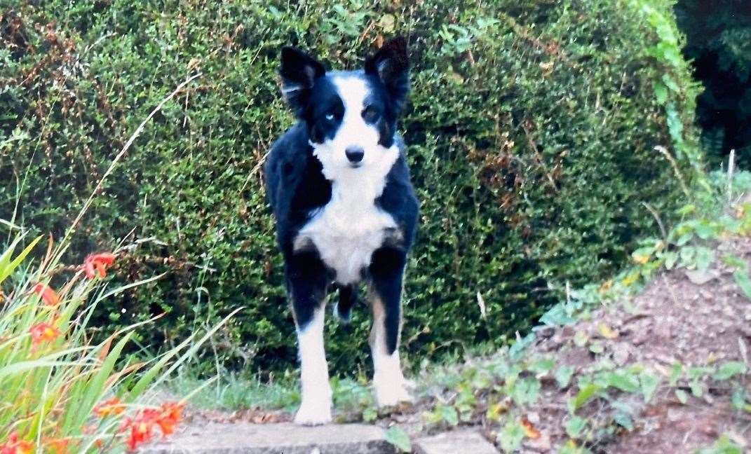 Border collie Lucy died at the park straight after eating the poisoned meat
