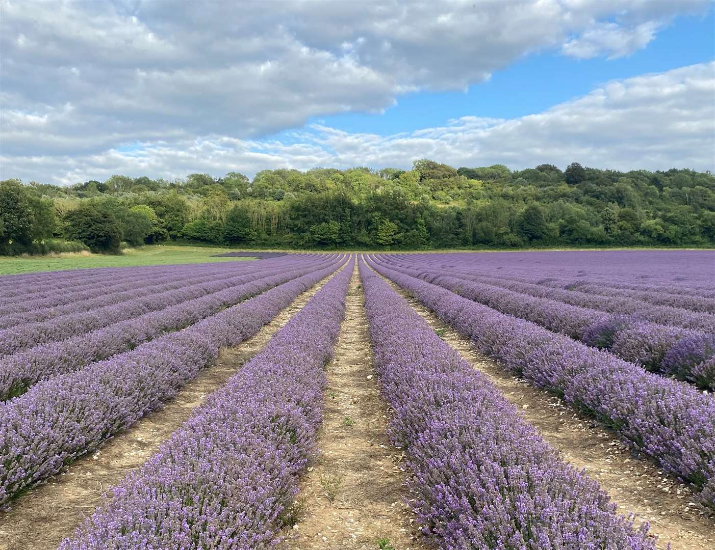 Castle Farm in Shoreham, Sevenoaks, is one of most Instagrammable lavender fields in the UK
