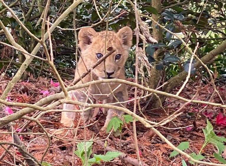 Azi, the last remaining cub who was born at Port Lympne earlier this year. Picture: Port Lympne