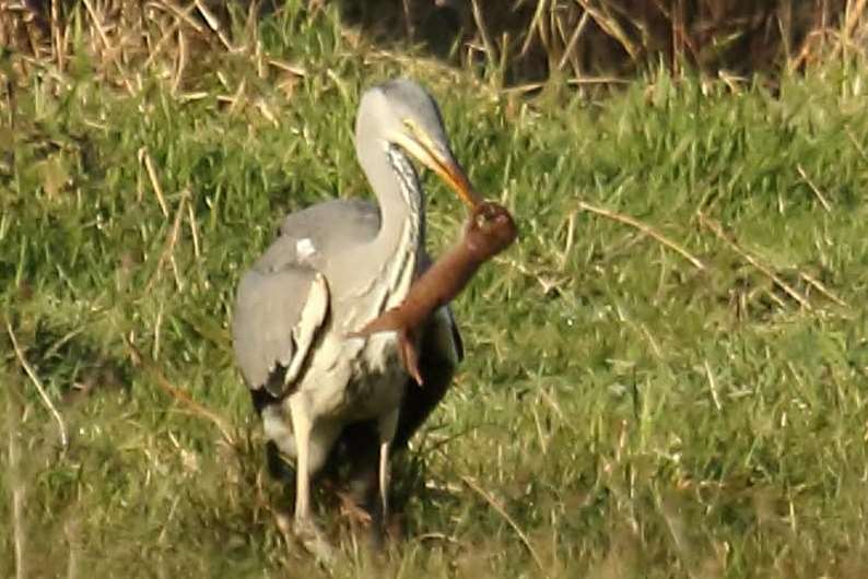 Heron still live at Great Heron Wood in Appledore Picture: Jonathan Forgham
