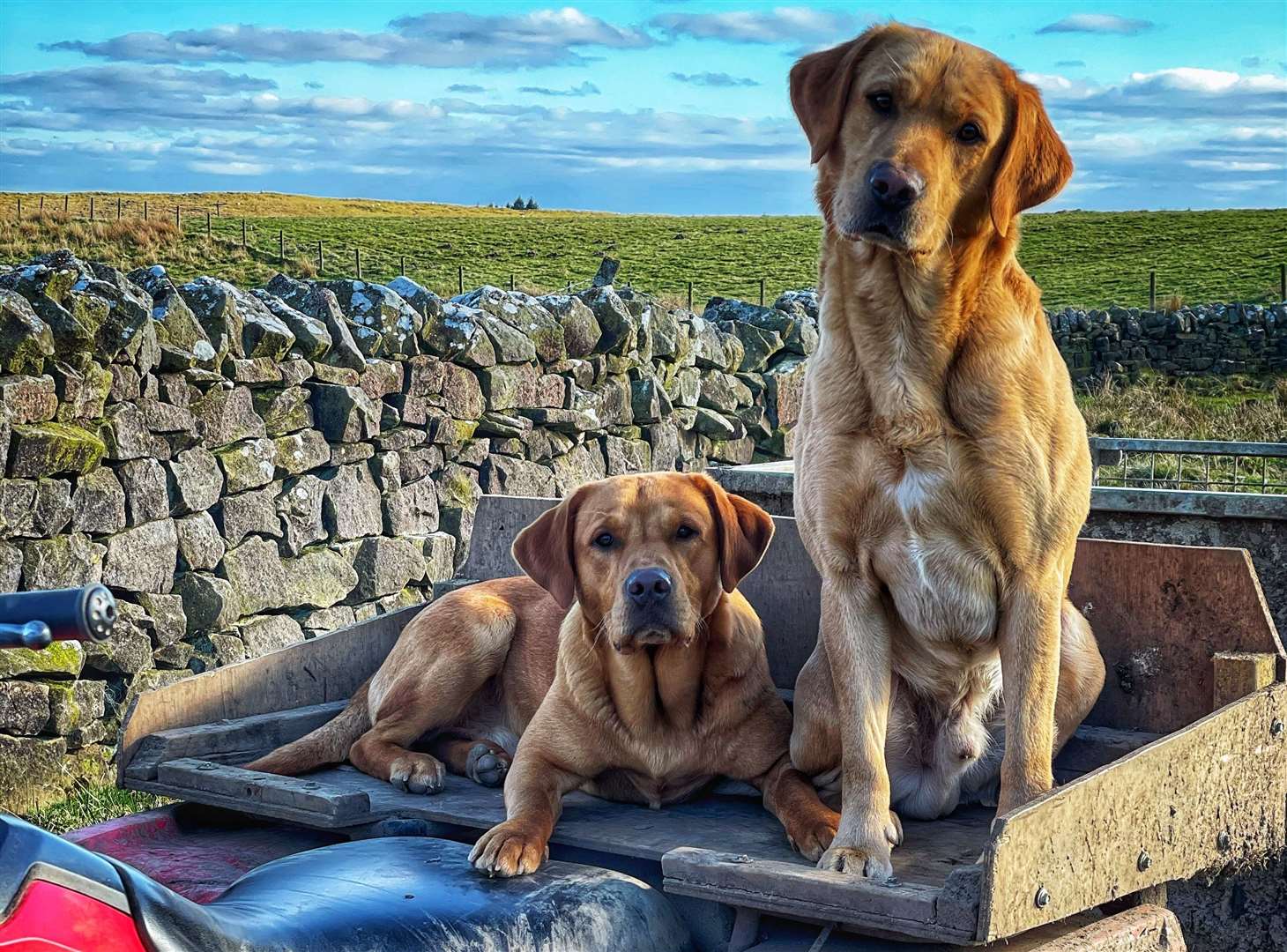 The term working dogs is a breed group classification used by The Kennel Club. Picture: Emma Mather