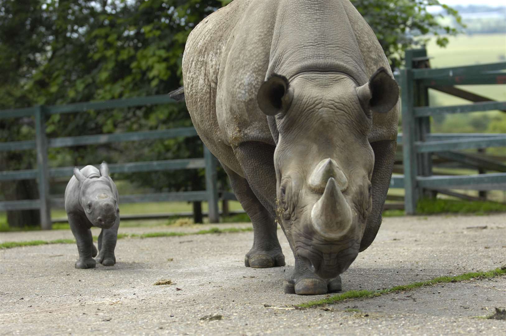 Rhinos protected by security firm at Port Lympne and Howletts wild animal  parks