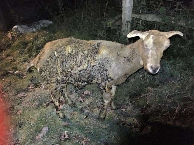 Belle was left scorched after a firework was thrown in her stable in Maidstone