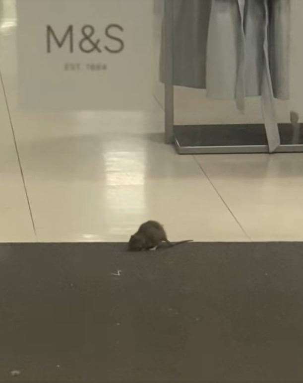 A video was shared on Facebook showing a rat inside the M&S in the centre of Canterbury. Picture: Ellie Phelan