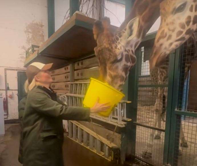 Holly Willoughby feeding the giraffes at Port Lympne. Picture: Holly Willoughby / Instagram