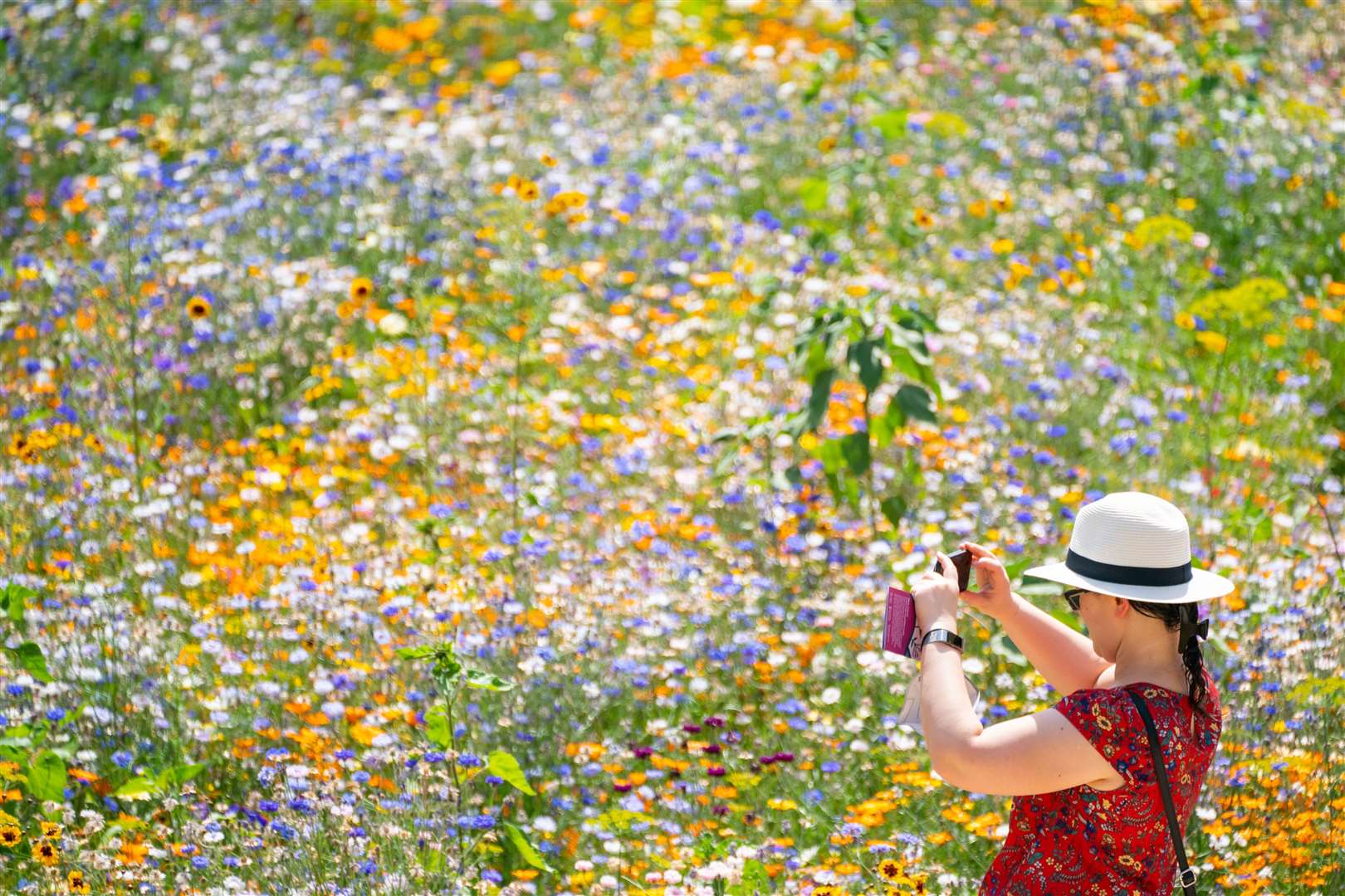 A woman takes a photo of the ‘SuperBloom’ wild flower garden at the Tower of London, in central London (Dominic Lipinski/PA)