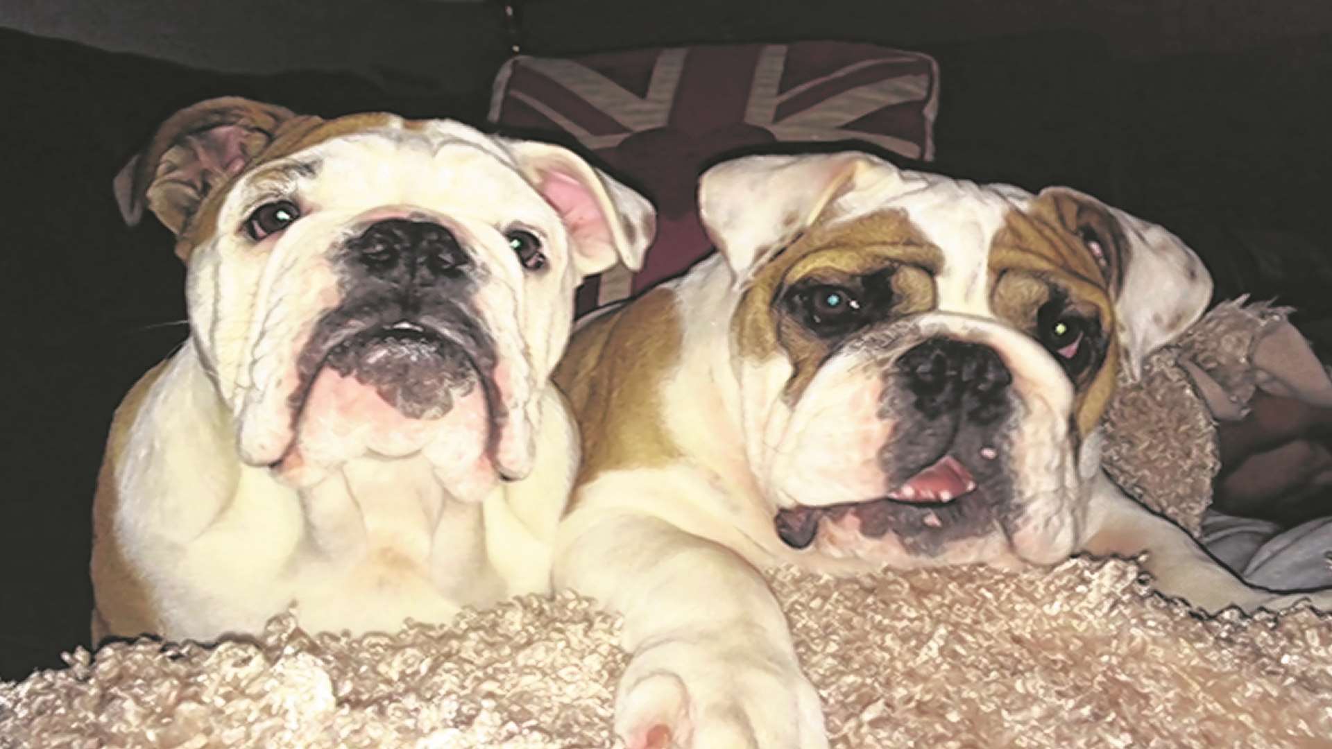 17-month-old bulldogs Harry and Frank were poisoned after allegedly eating food laced with rat poison in a Ramsgate park