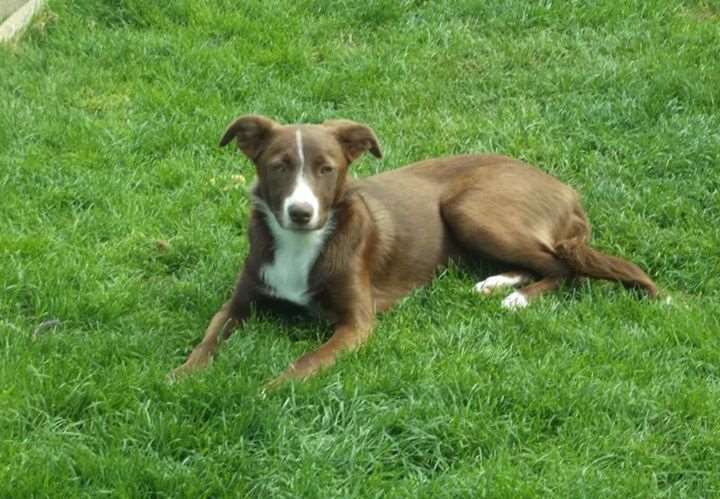 Ziva, the red collie cross has been missing for a week
