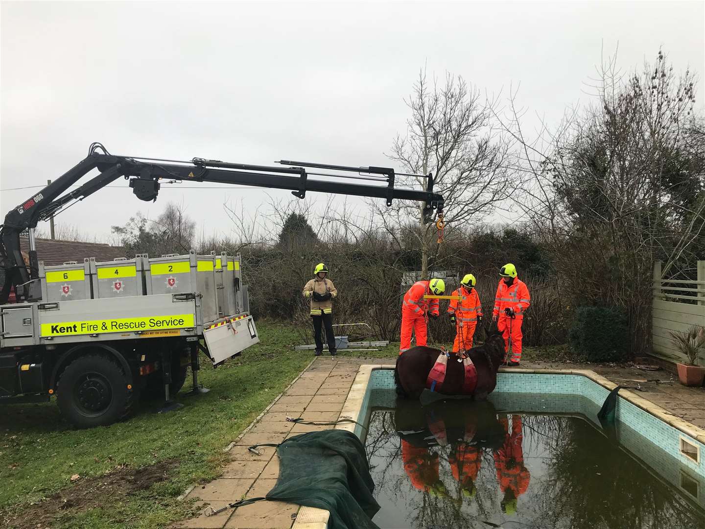 Firefighters used a crane to rescue the animal