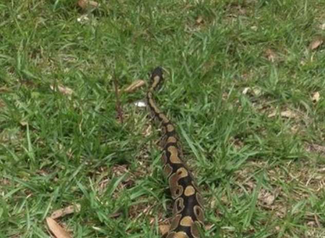 The missing snake, a 5ft royal python
