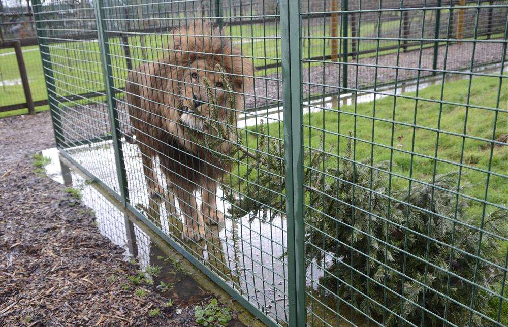 Manzi at the Big Cat Sanctuary in Smarden has a chew of a donated Christmas tree