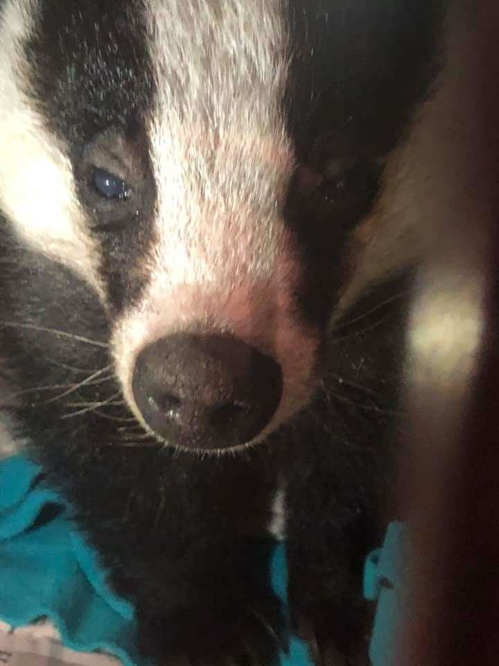 The badger is being treated for suspected damage to its eyes. (26560069)