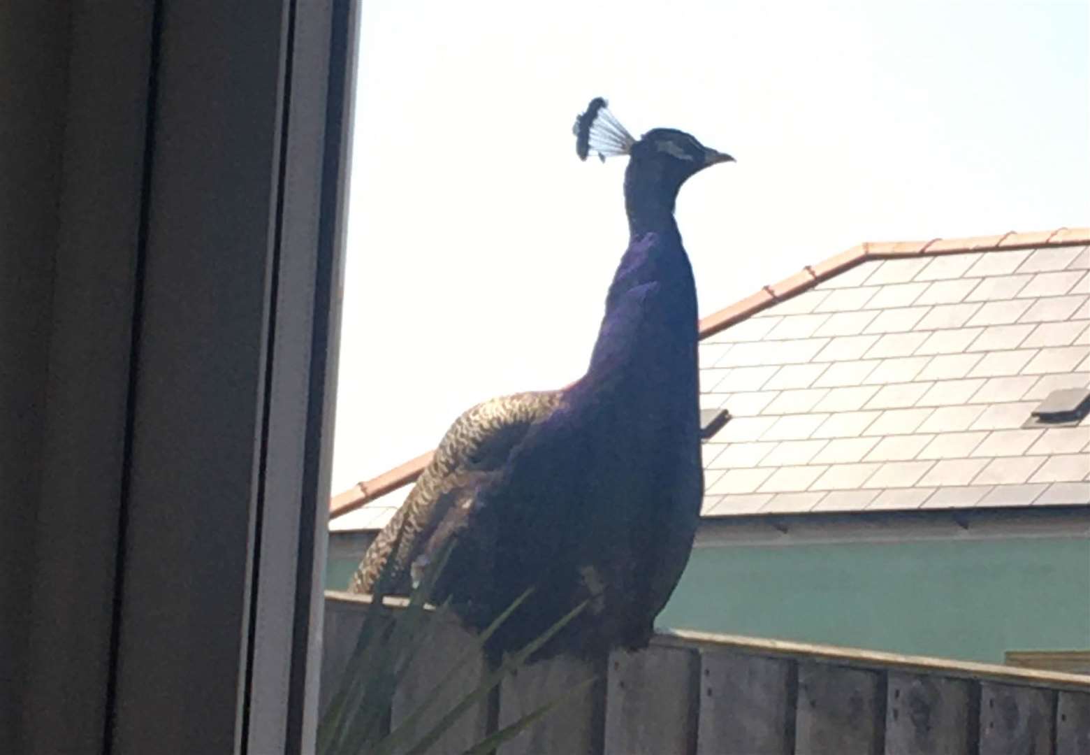 The friendly peacocks have been visiting gardens around Deal, Walmer and Kingsdown Picture: Jo Smith