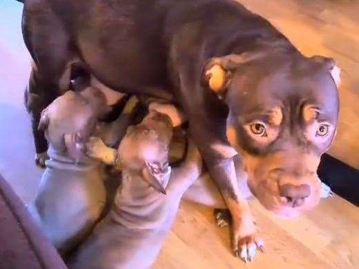 Brandy gave birth to a surprise litter of puppies.