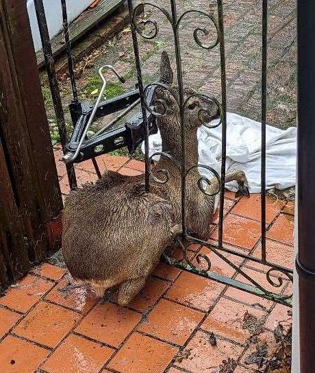 The RSPCA were called to dislodge a young roe deer from a garden gate. Photo courtesy of RSPCA