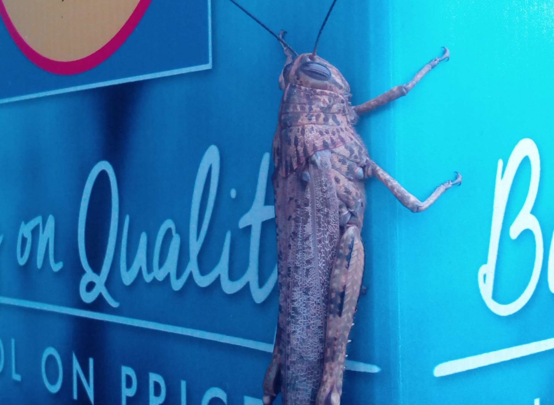 The Locust which visited the Lidl store in Canterbury
