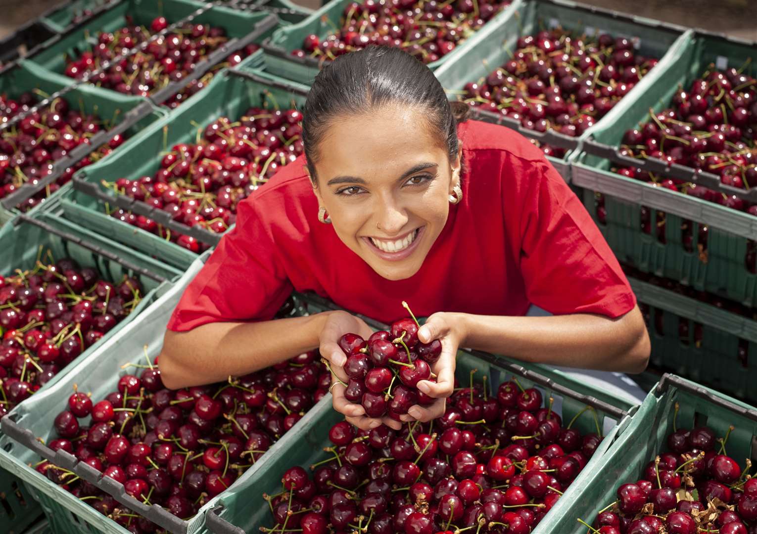Cherry harvest at Little Sharsted Farm, Doddington. Picture: Love Fresh Cherries