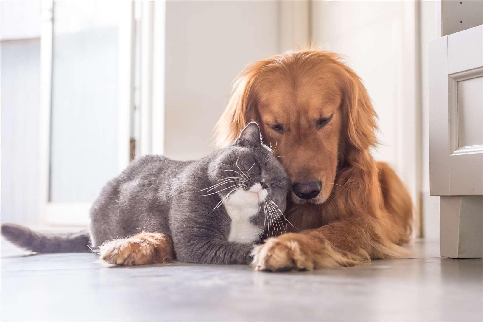 The new law brings dogs in line with cats. Image: Stock photo.