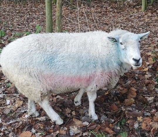 Lucky the sheep was reported stolen in Canterbury yesterday