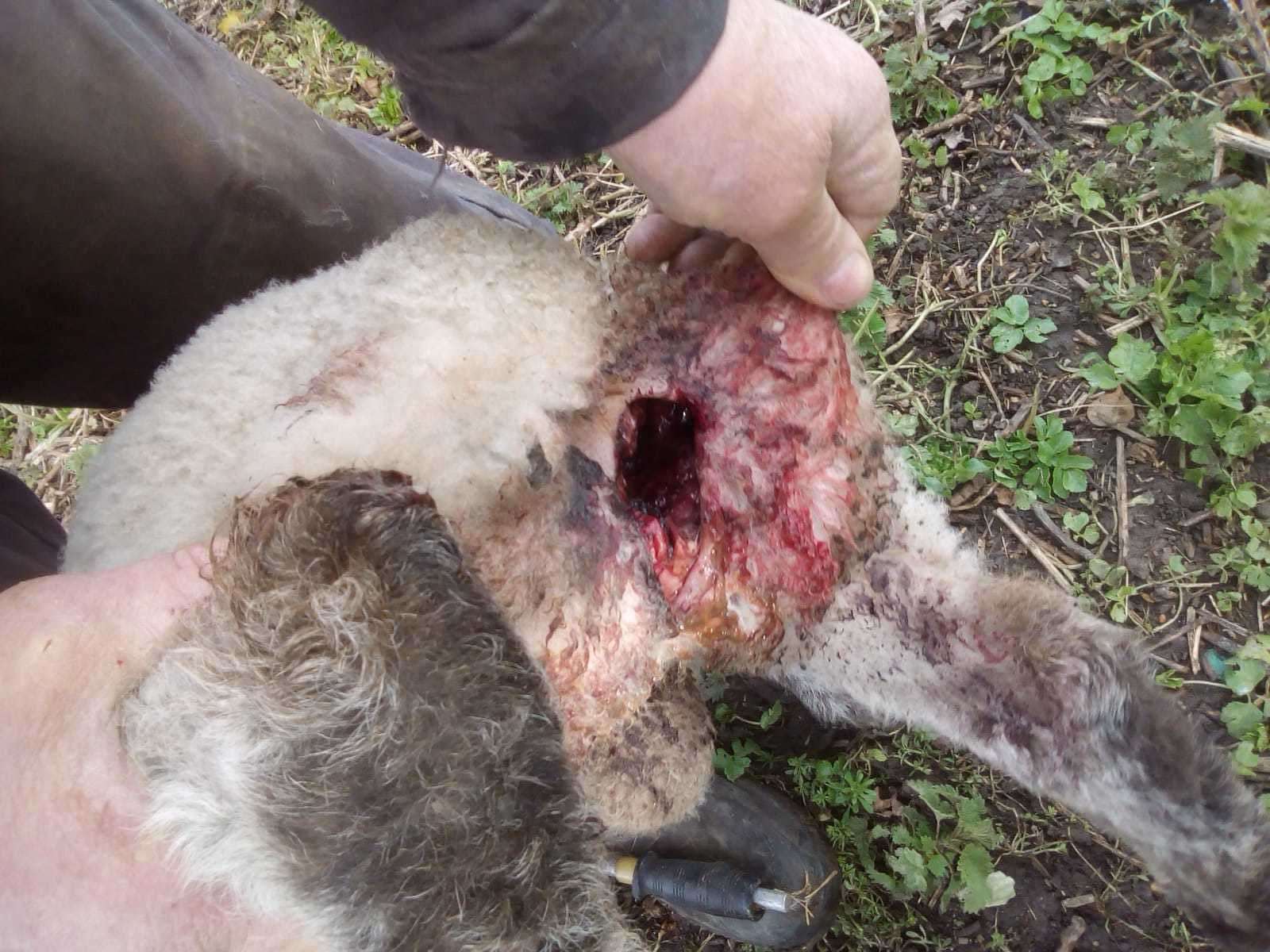 The nasty injury suffered by the lamb after it was attacked by a dog
