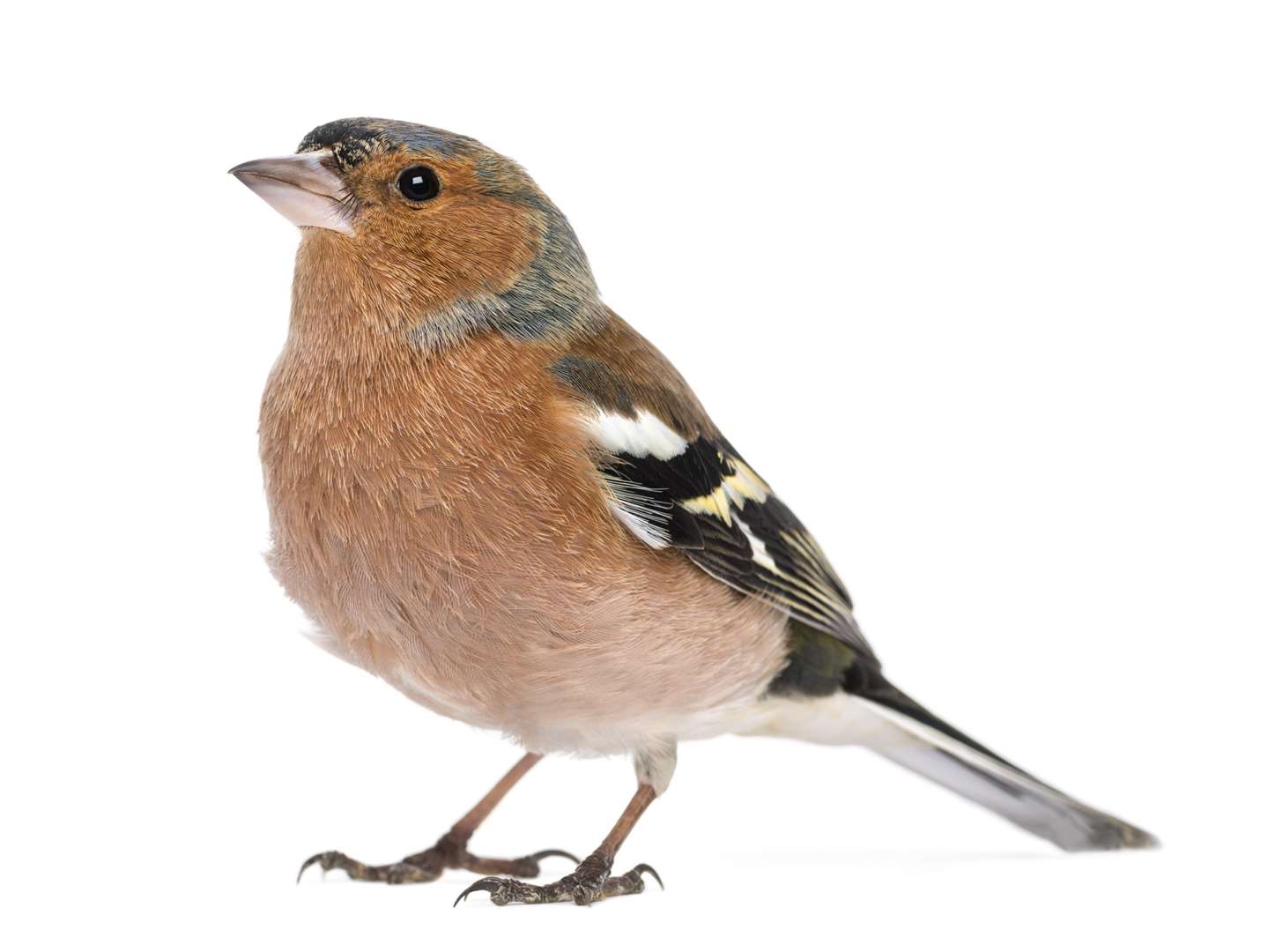 Crossbills, chaffinches (pictured), mealy redpolls, goldfinches and mosaic canaries were among the birds stolen