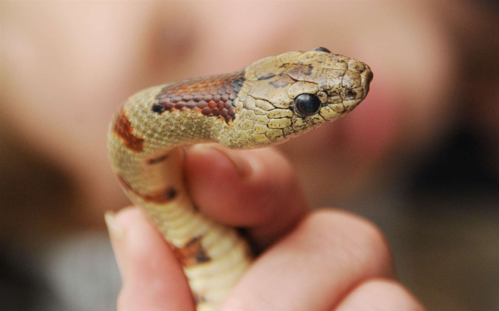 The RSPCA is warning owners or pet snakes to ensure their enclosures are secure