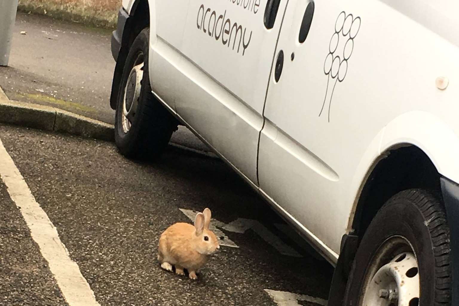 School staff are bidding to track down the owners of the missing rabbit. Picture: Folkestone Academy