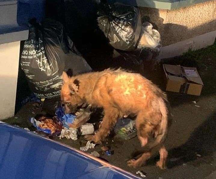 She was initially spotted rummaging through rubbish in Jefferson Road, Sheerness. Picture: Swale Borough Council Stray Dog Service