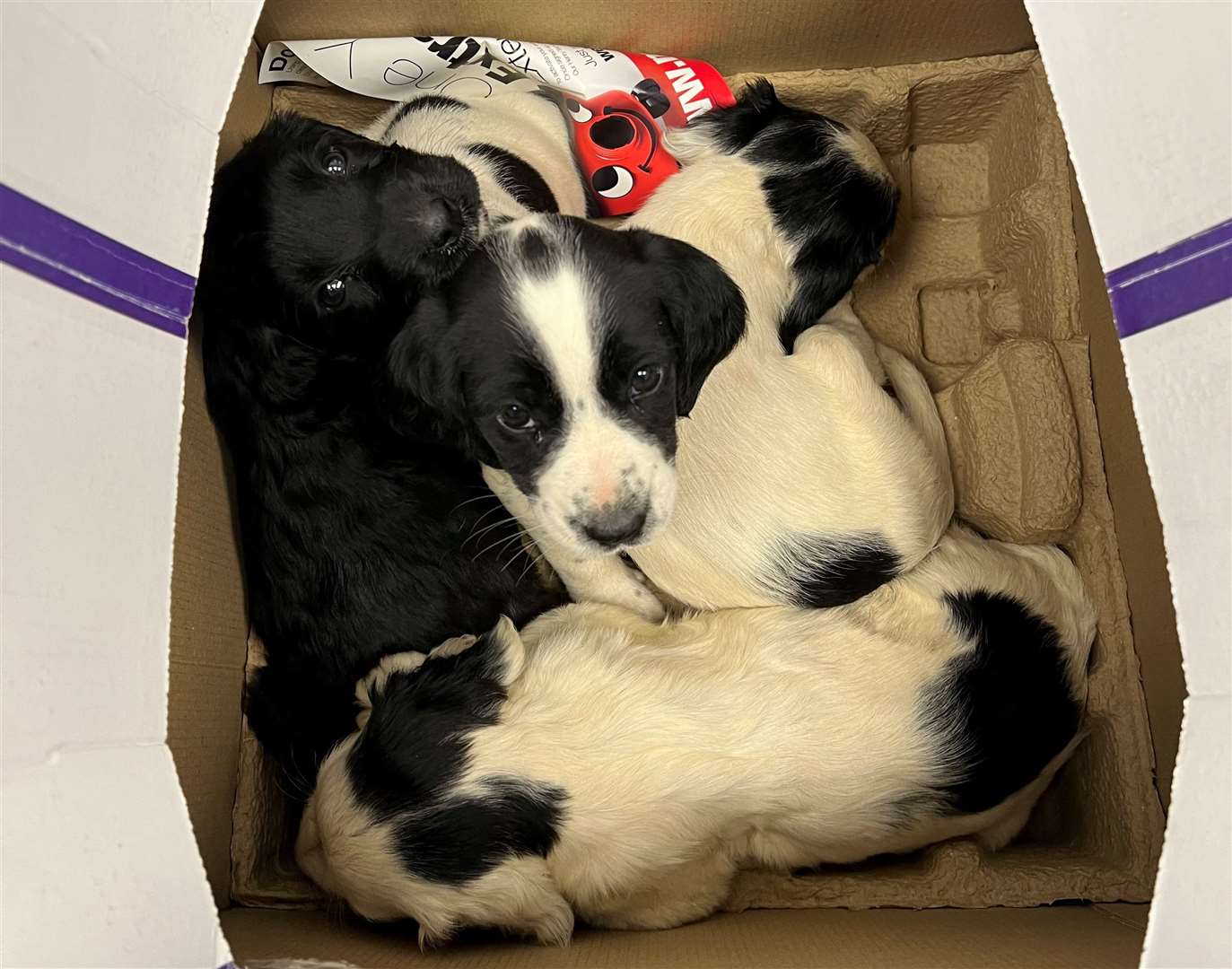 The puppies were handed over in a cardboard box. Picture: Medivet