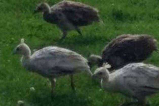 Two chicks and an adult albino male peacock have gone missing.