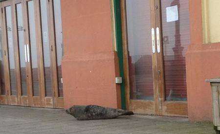 Seal outside Talk of the Town in Herne Bay