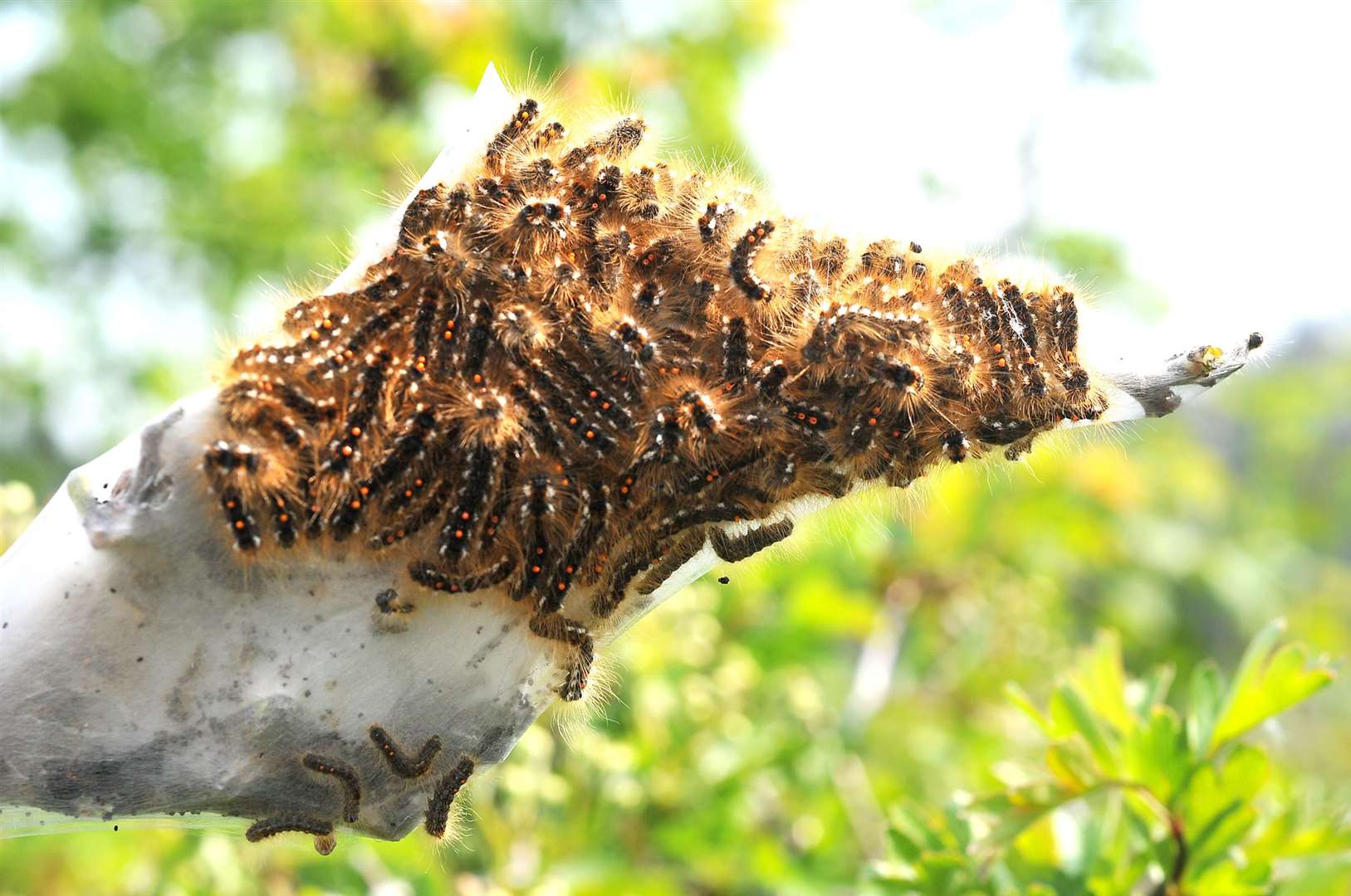 Caterpillars of the brown-tail moth. Stock image