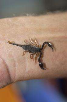 European Yellow Tailed Scorpion