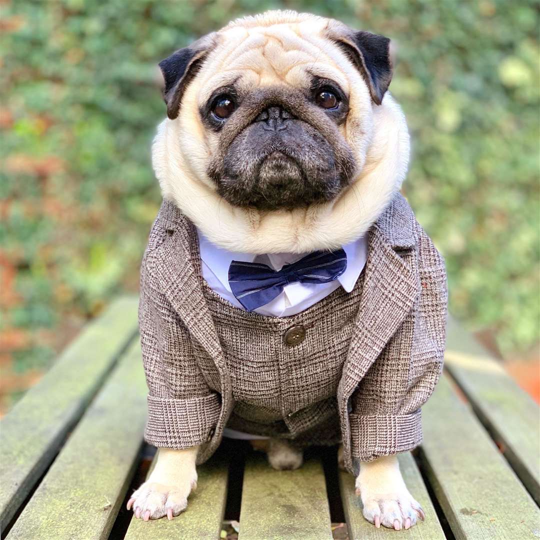 Puggy is making his way onto our TV screens