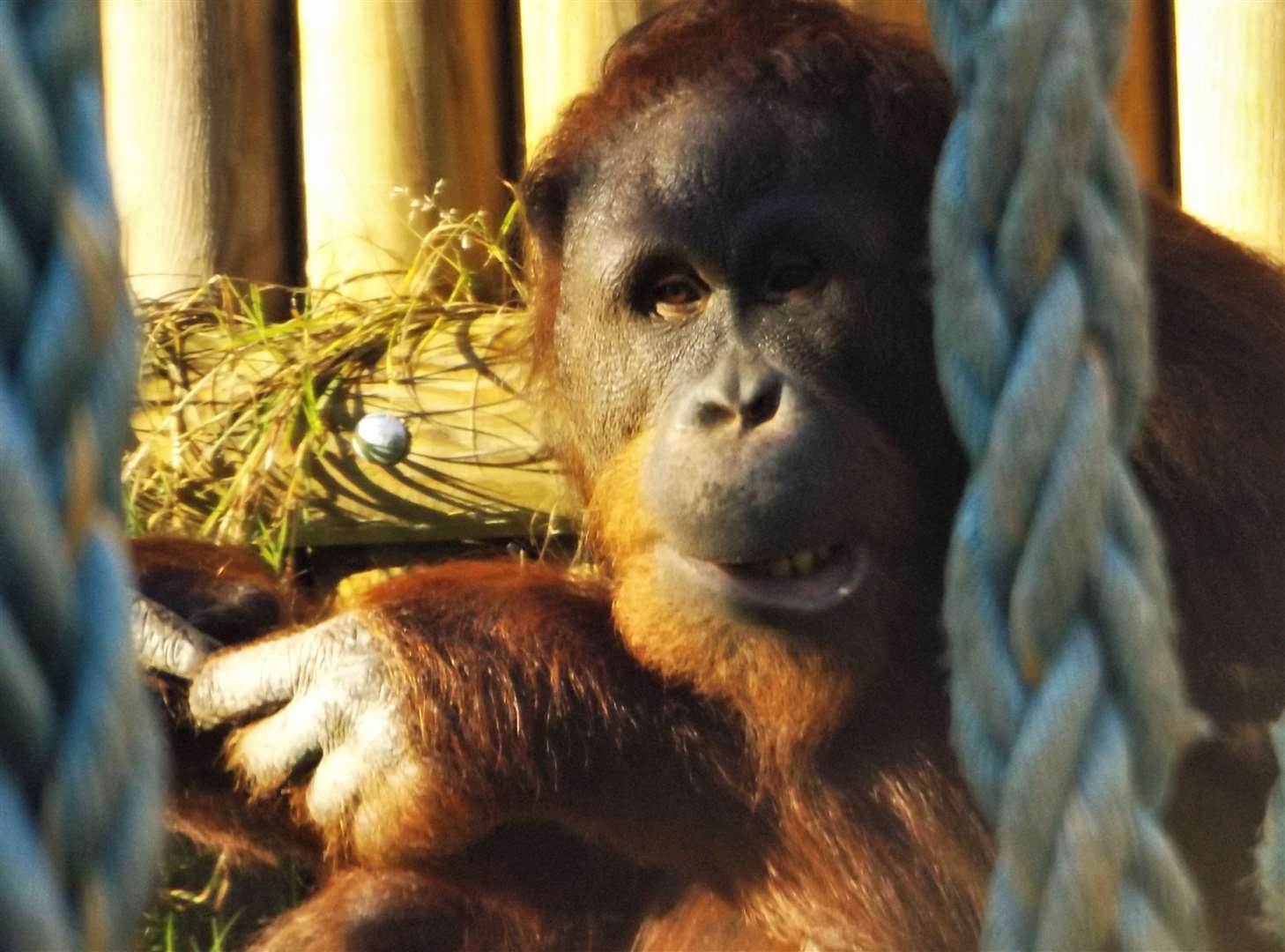 Meet the orangutans at Wingham Wildlife Park