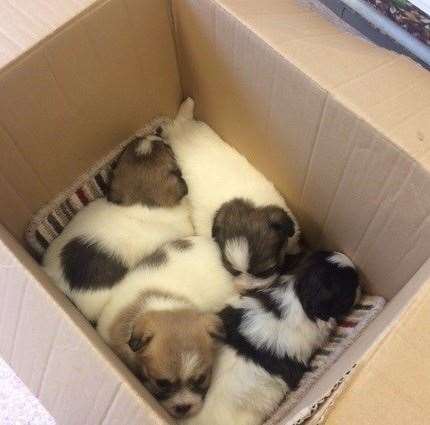 The box of puppies were found in woodlands in Dartford. Pictures: Battersea Brands Hatch