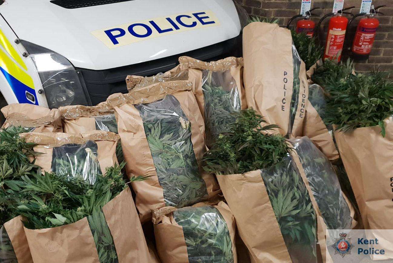 Officers seized almost 400 plants which are now set to be destroyed. Picture: Kent Police (6161943)