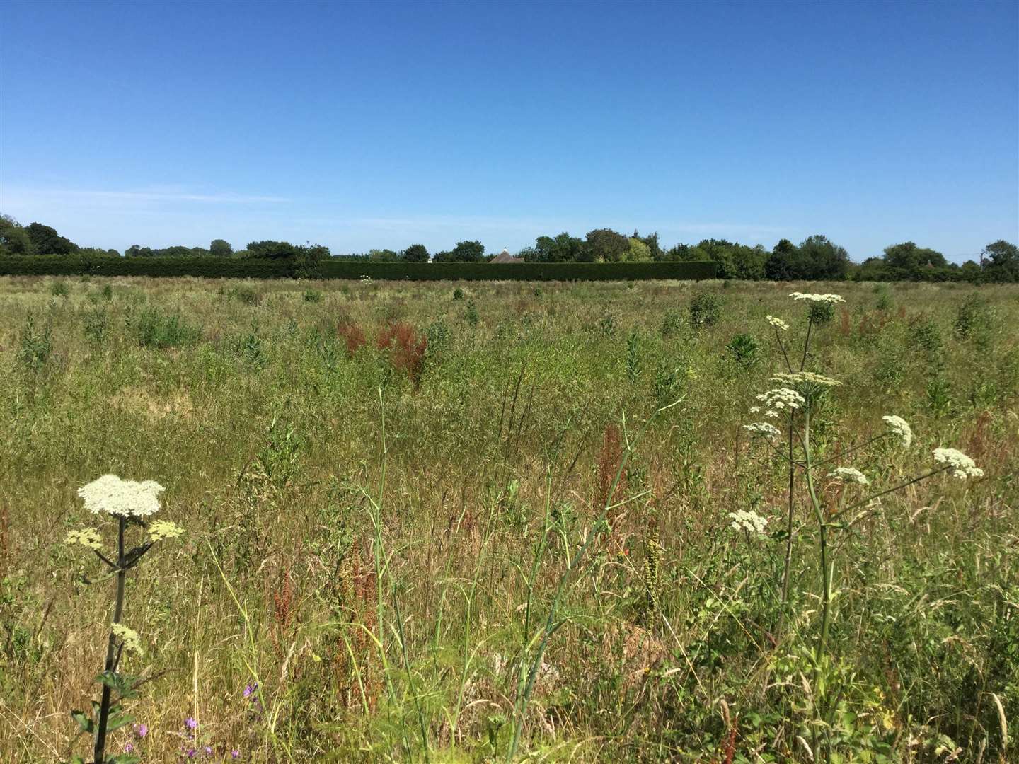 The farmland at Blean which Gladman wants to build 85 homes on