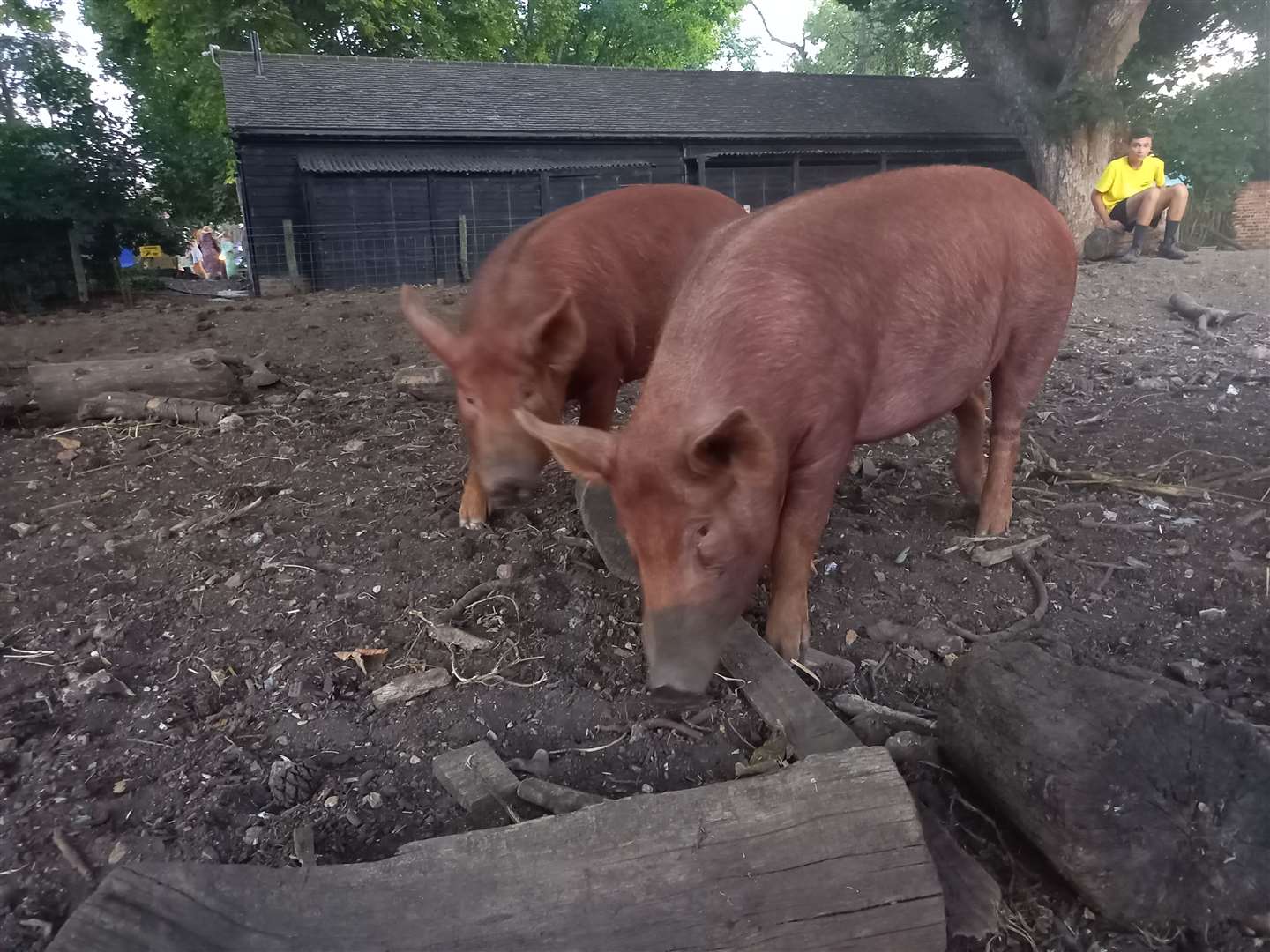 Pigs weren't fazed by the music next door at the festival's second stage