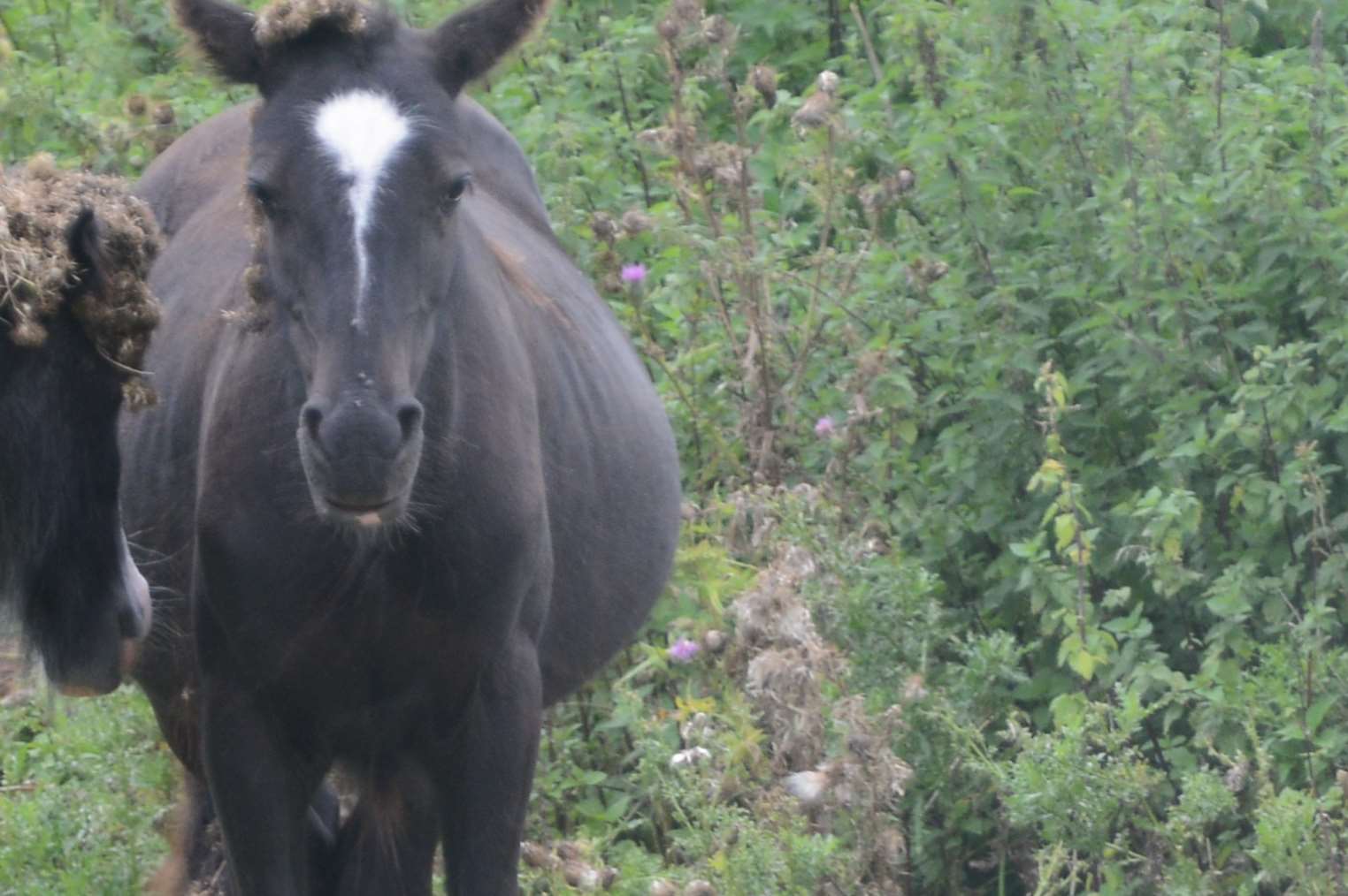 Horses. Stock image