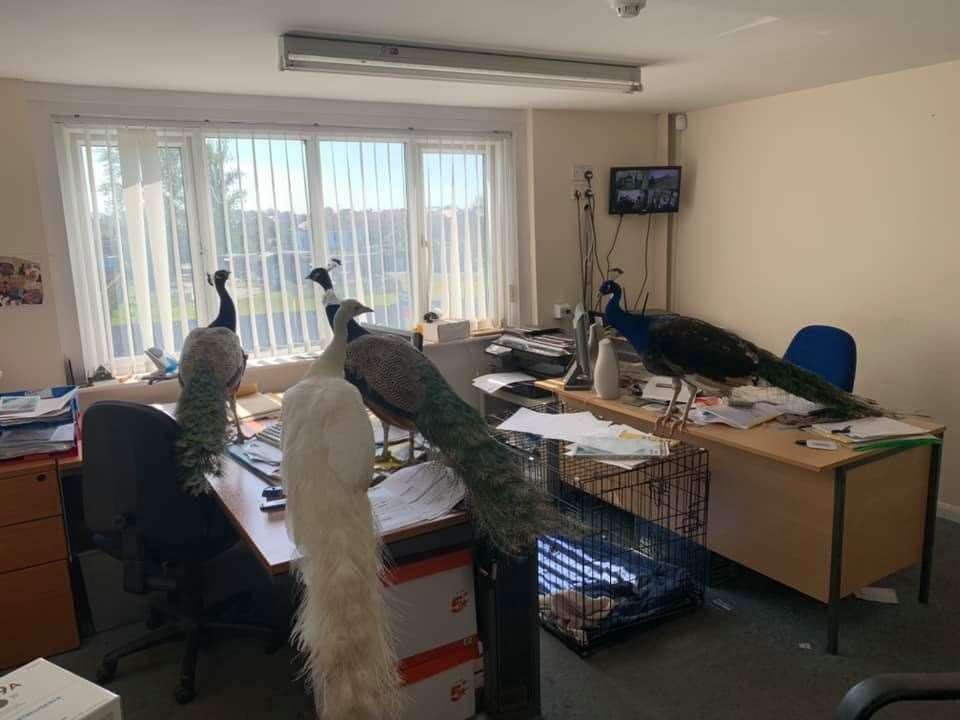 The colourful birds invaded the garage's office with little respect for the paperwork!